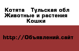 Котята - Тульская обл. Животные и растения » Кошки   